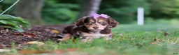 Miniature Dachshund dogs for sale: Abby - Ad 4