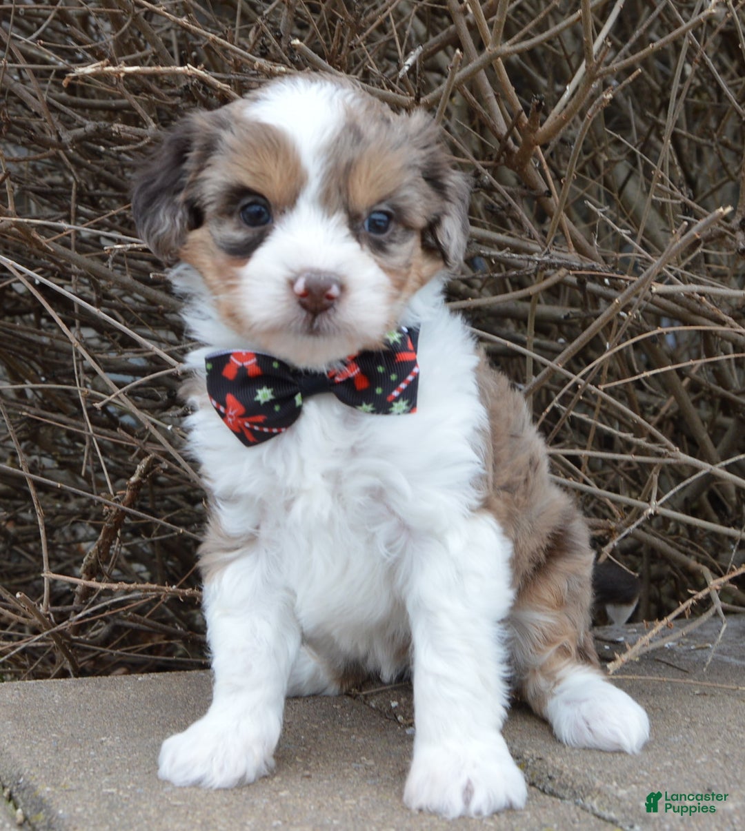 Mini Aussiedoodle dogs for sale: Toy Angel - Ad 17