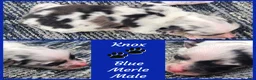 Miniature Australian Shepherd dogs for sale: Knox - Ad 1