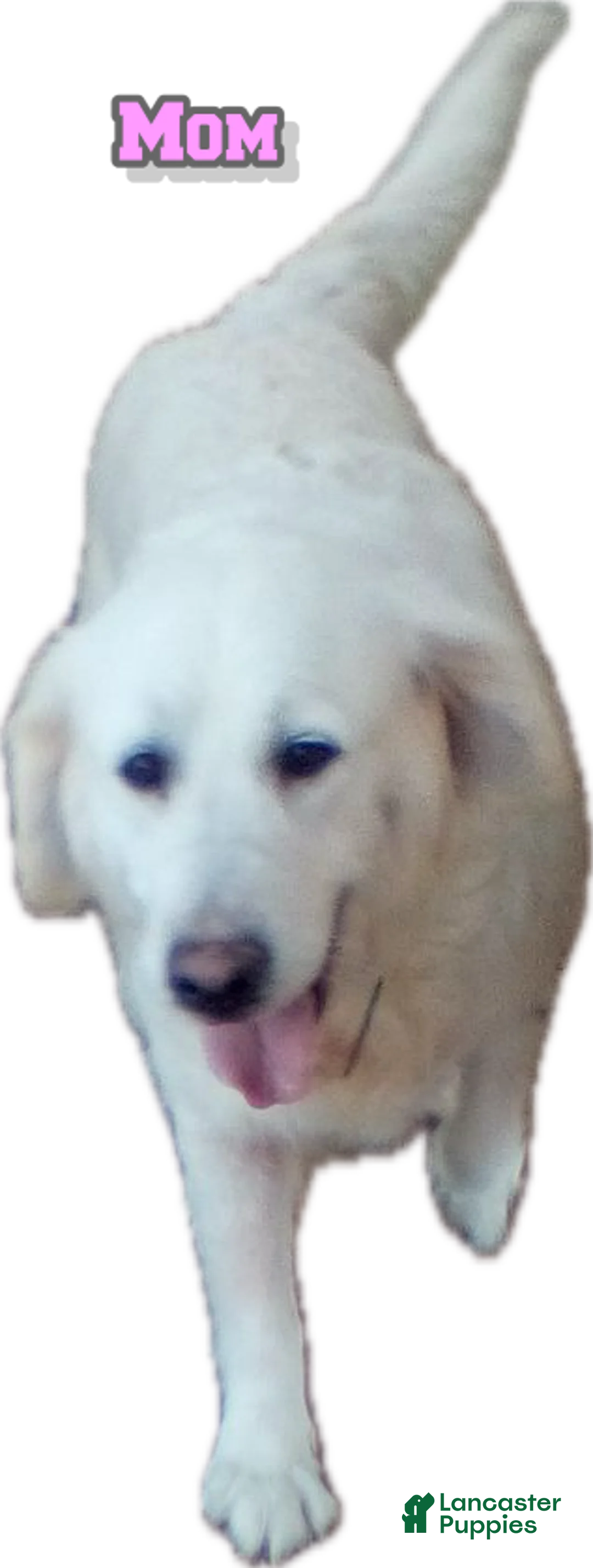 Golden Retriever dogs for sale: Sparky - Ad 7