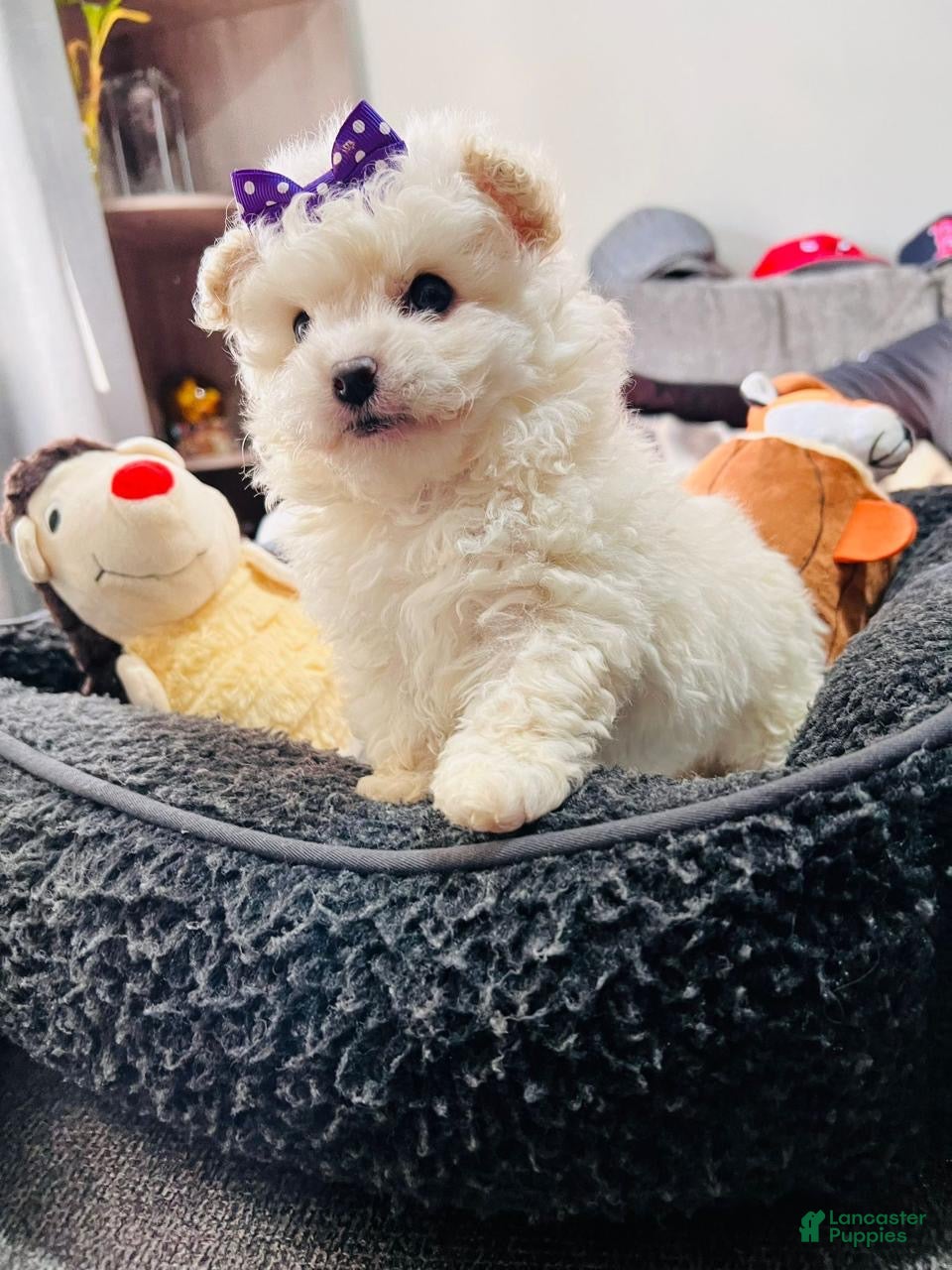 Maltipoo dogs Maltipoo Puppy 2 - Ad 2