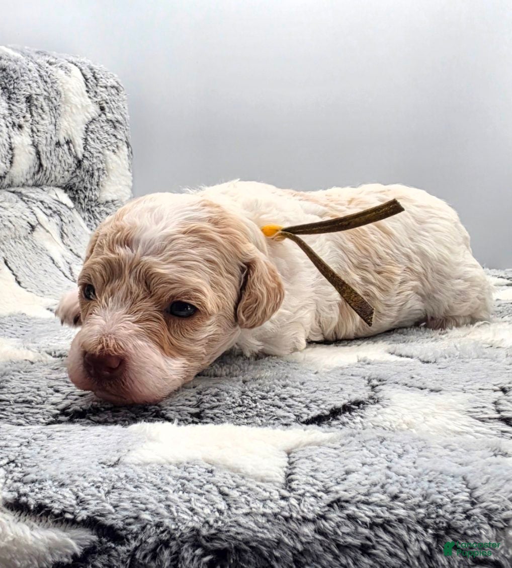Miniature Poodle dogs for sale: Cupcake  - Ad 2