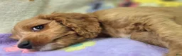 Cavapoo dogs for sale: Glacier - Ad 33