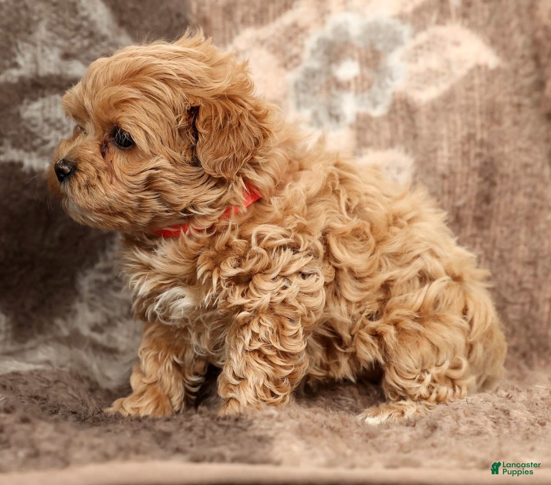 Maltipoo dogs for sale: Bella - Ad 3