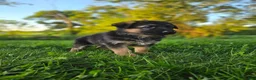 German Shepherd dogs for sale: Abby - Ad 4