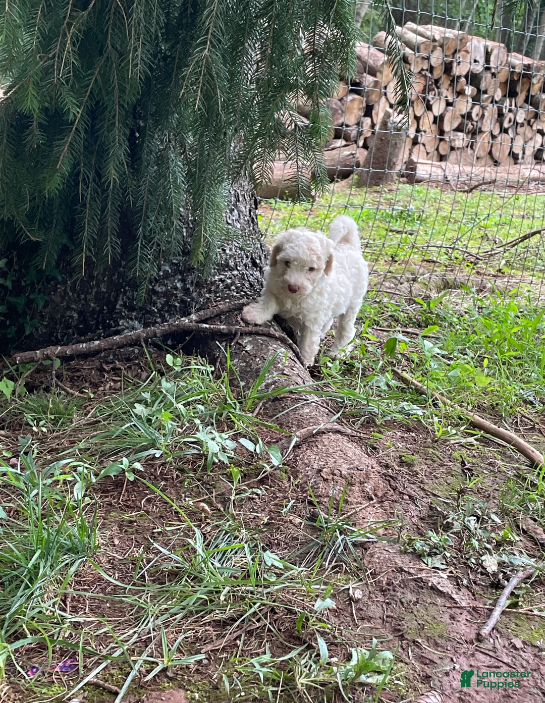 Mini Aussiedoodle dogs for sale: Milk  - Ad 1