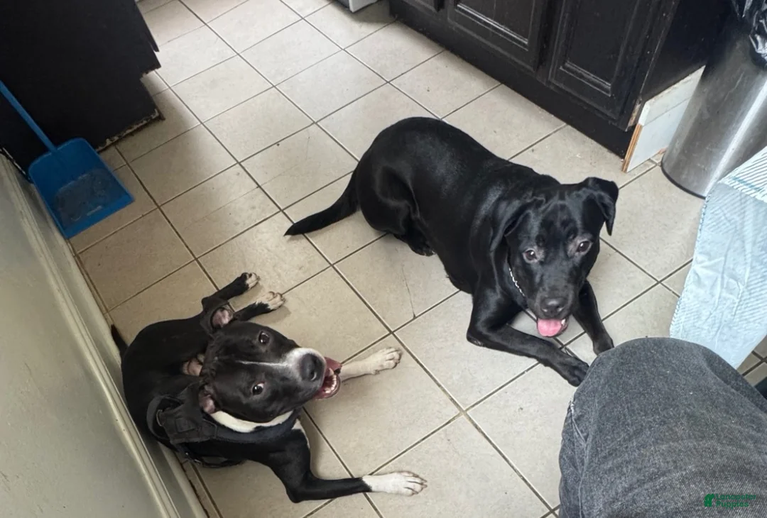 Mixed Breed dogs for sale: Mixed Breed 2 - Ad 2