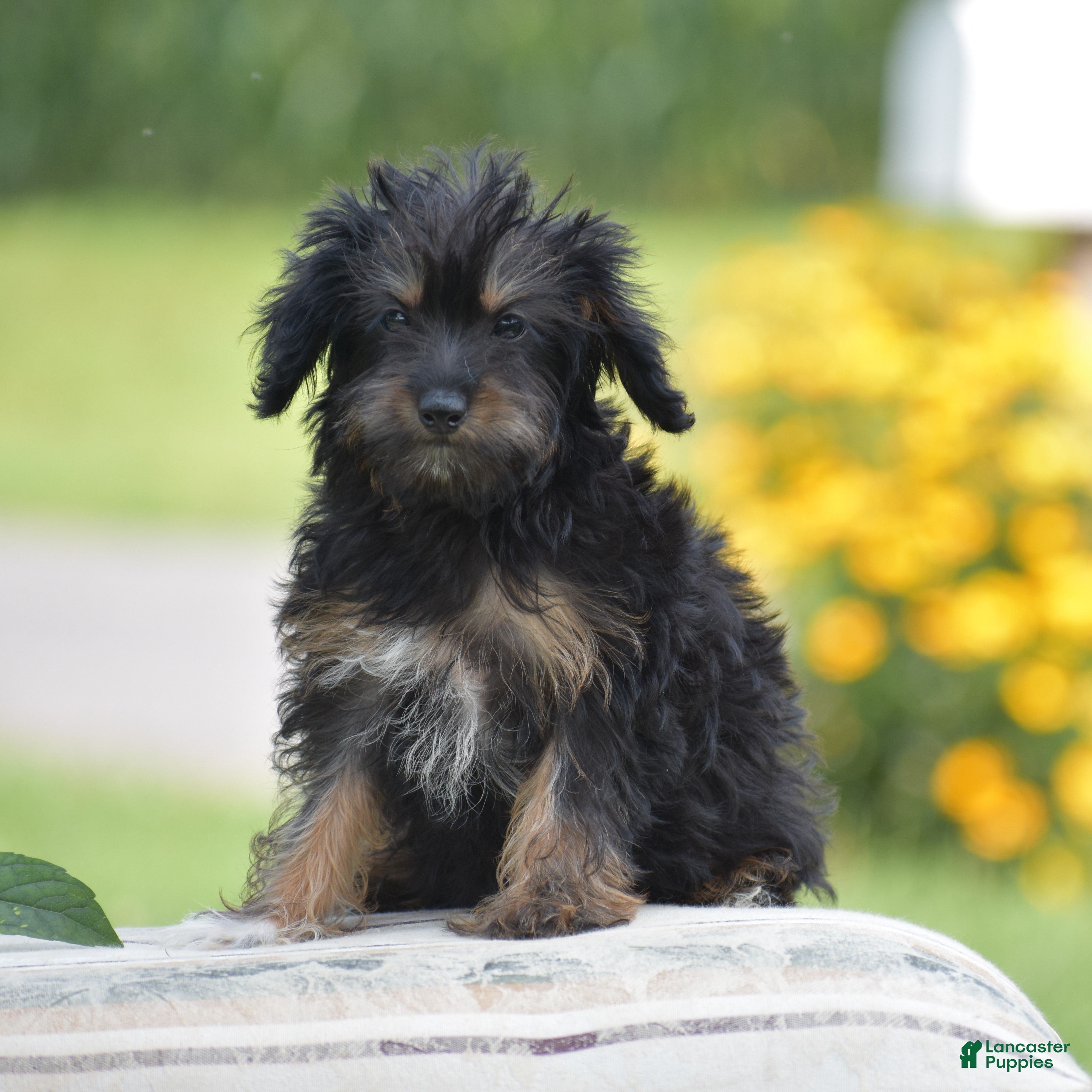 Yorkiepoo dogs Anya - Ad 2