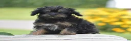 Yorkiepoo dogs for sale: Anya - Ad 2