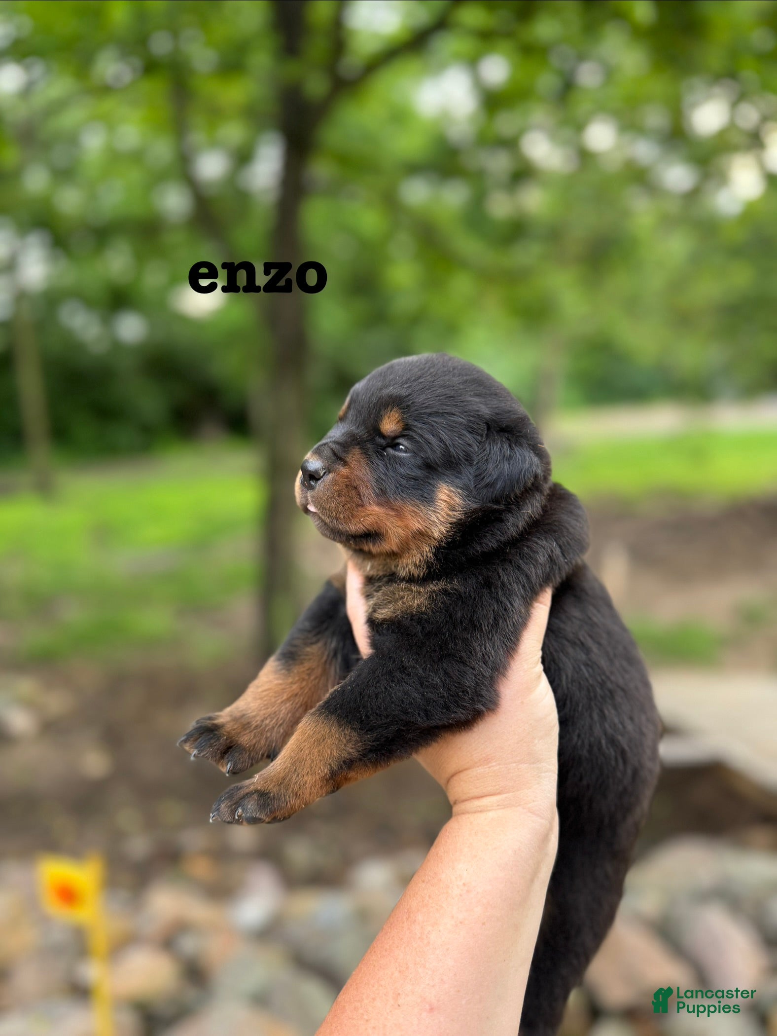 Rottweiler dogs Enzo - Ad 1