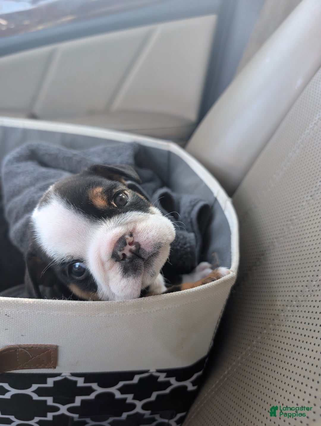 English Bulldog dogs for sale: Monica  - Ad 3