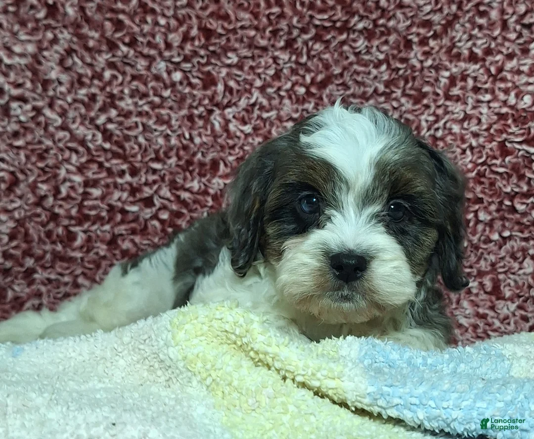 Cavapoo dogs for sale: Charles - Ad 3