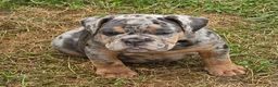English Bulldog dogs for sale: Sparkle lilac and tan merle  - Ad 12