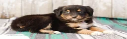 Australian Shepherd dogs for sale: Kimber - Ad 5