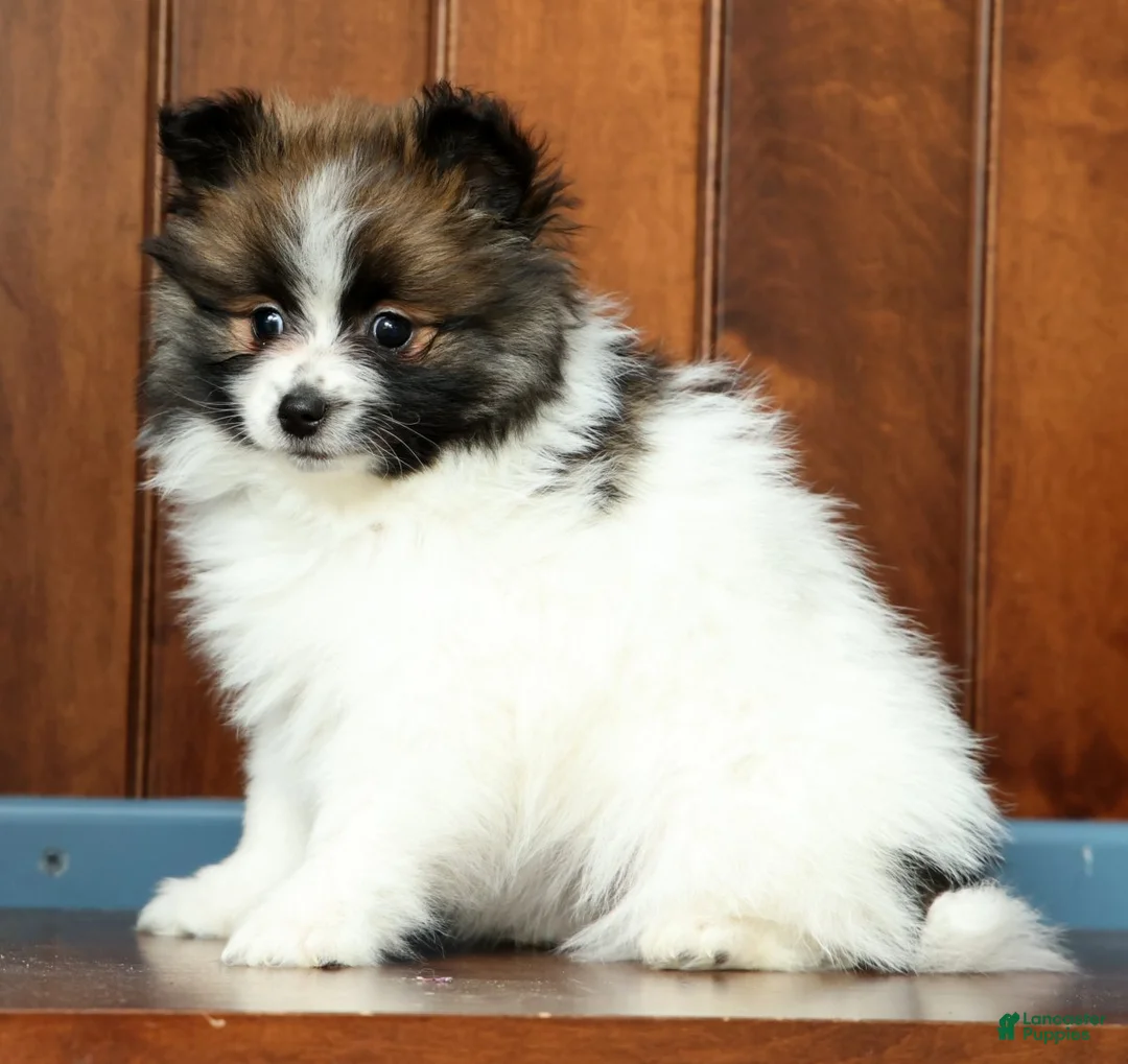 Pomeranian dogs for sale: Bella - Ad 1