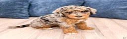 Mixed Breed dogs for sale: Nutmeg - Ad 3