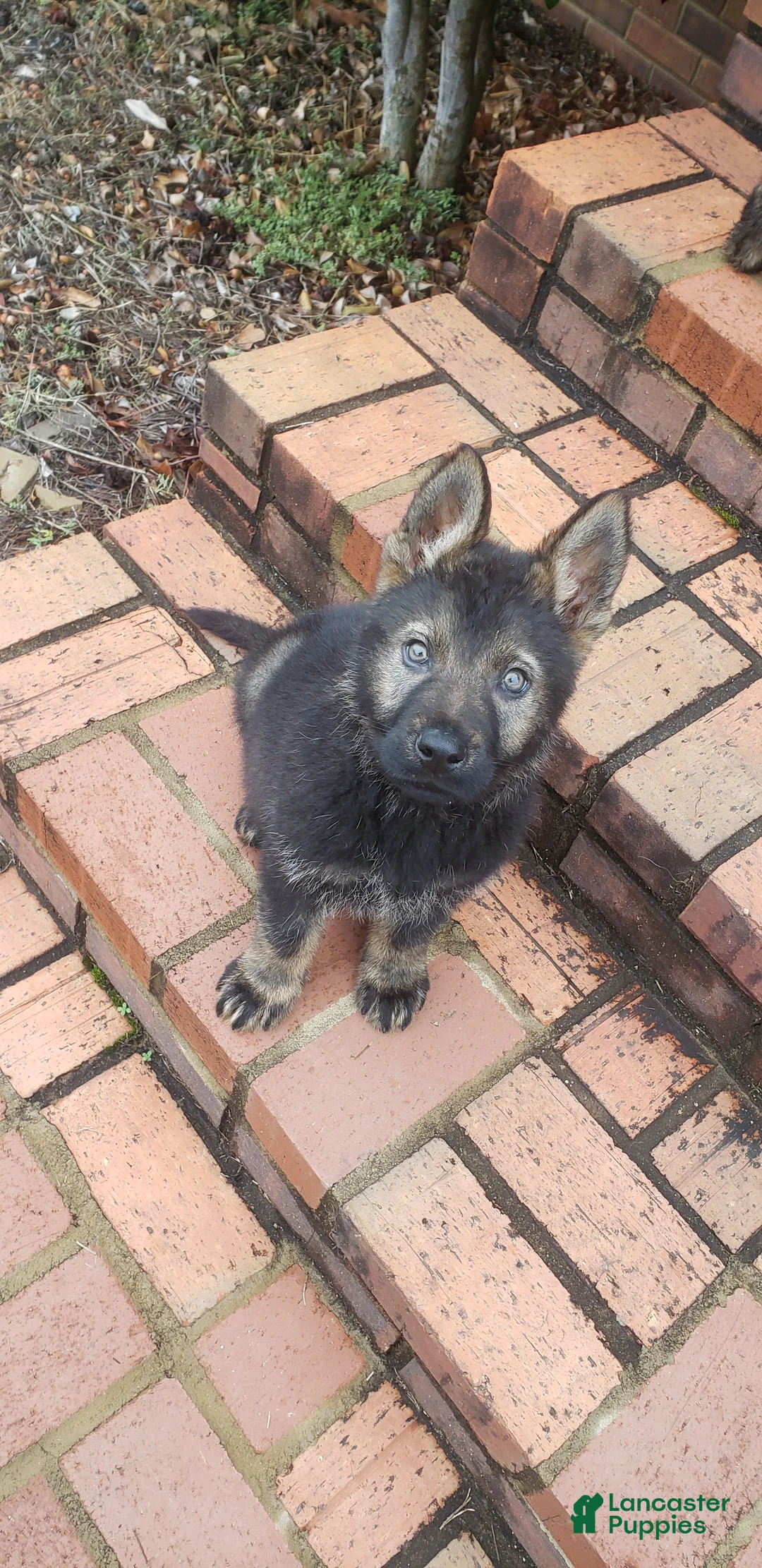 German Shepherd dogs for sale: German Shepherd- Whiskey - Ad 1
