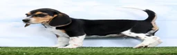 Beagle dogs for sale: Gismo - Ad 2