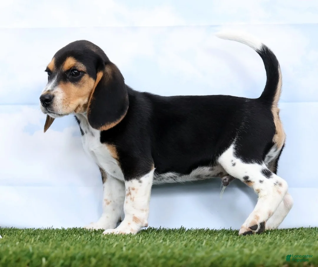 Beagle dogs for sale: Gismo - Ad 2