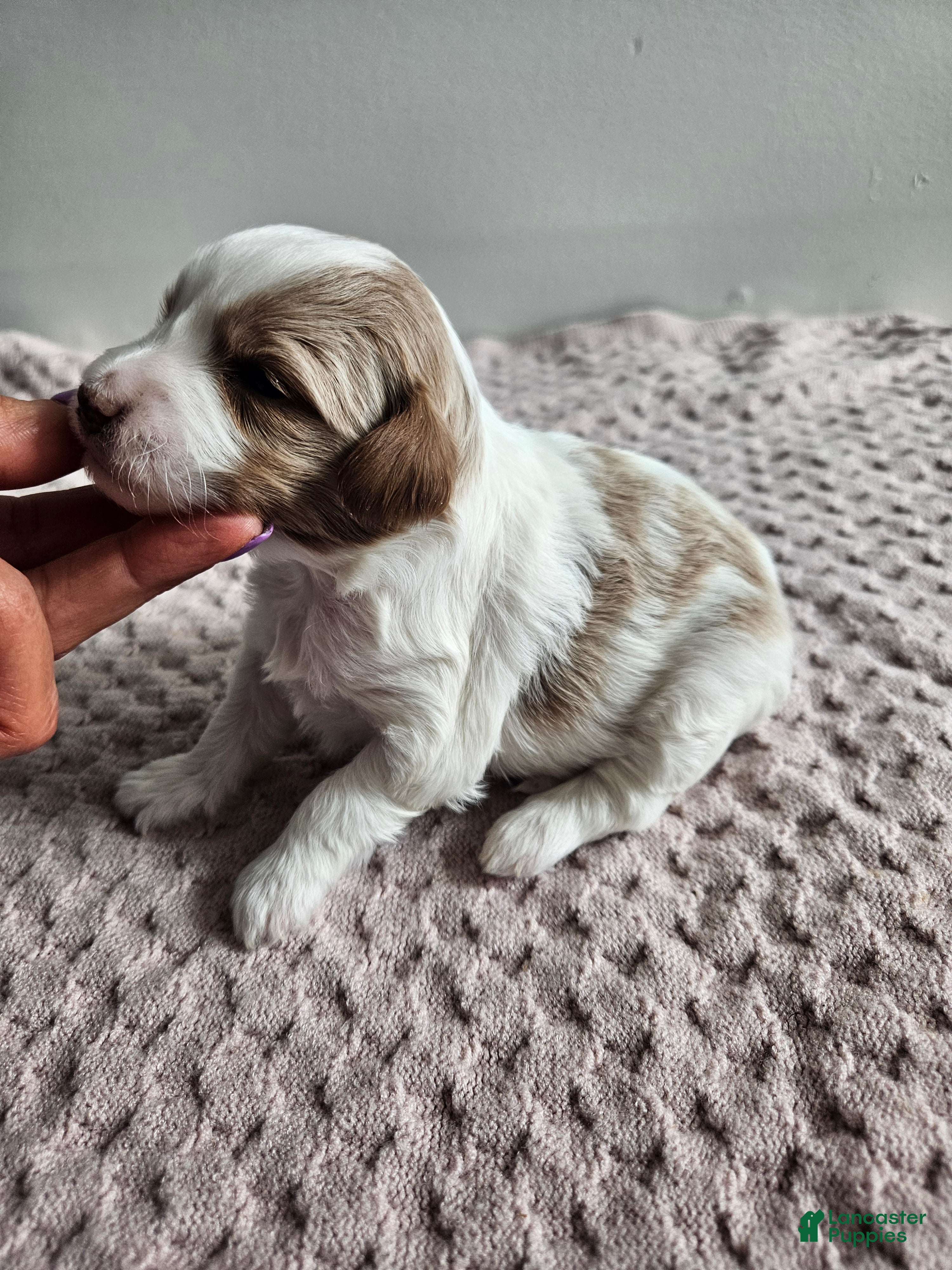 Cavapoo dogs Addie - Ad 29