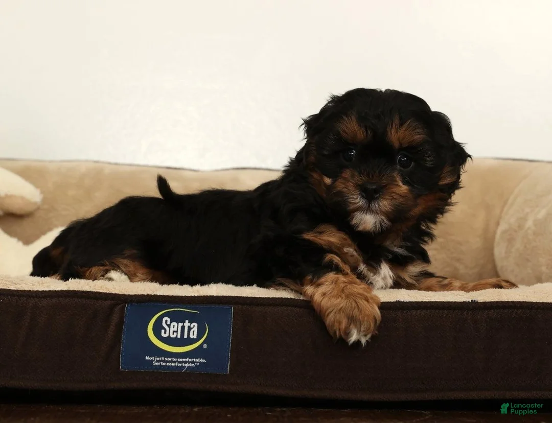 Shihpoo dogs for sale: Shane - Ad 9