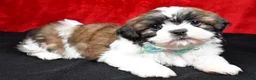 Shih Tzu dogs for sale: Vince - Ad 8