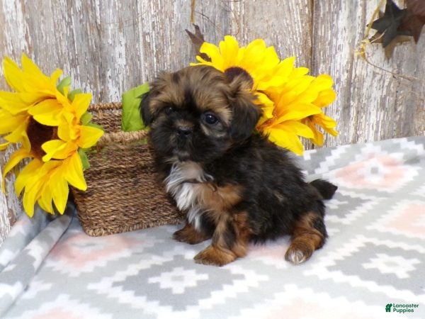 Shih Tzu dogs KIM - Ad 1