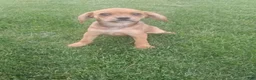 Mixed Breed dogs for sale: Kc - Ad 11