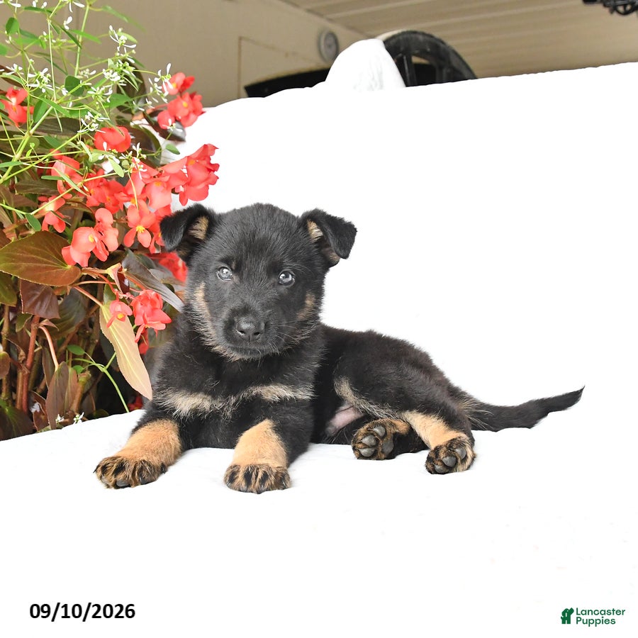 German Shepherd dogs Mack  - Ad 2