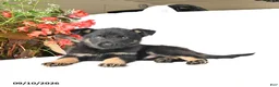 German Shepherd dogs for sale: Mack  - Ad 2