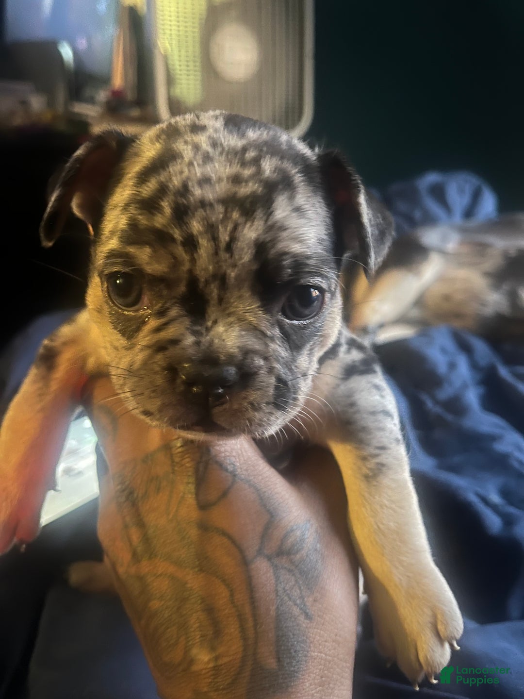 French Bulldog dogs for sale: Sterling - Ad 8