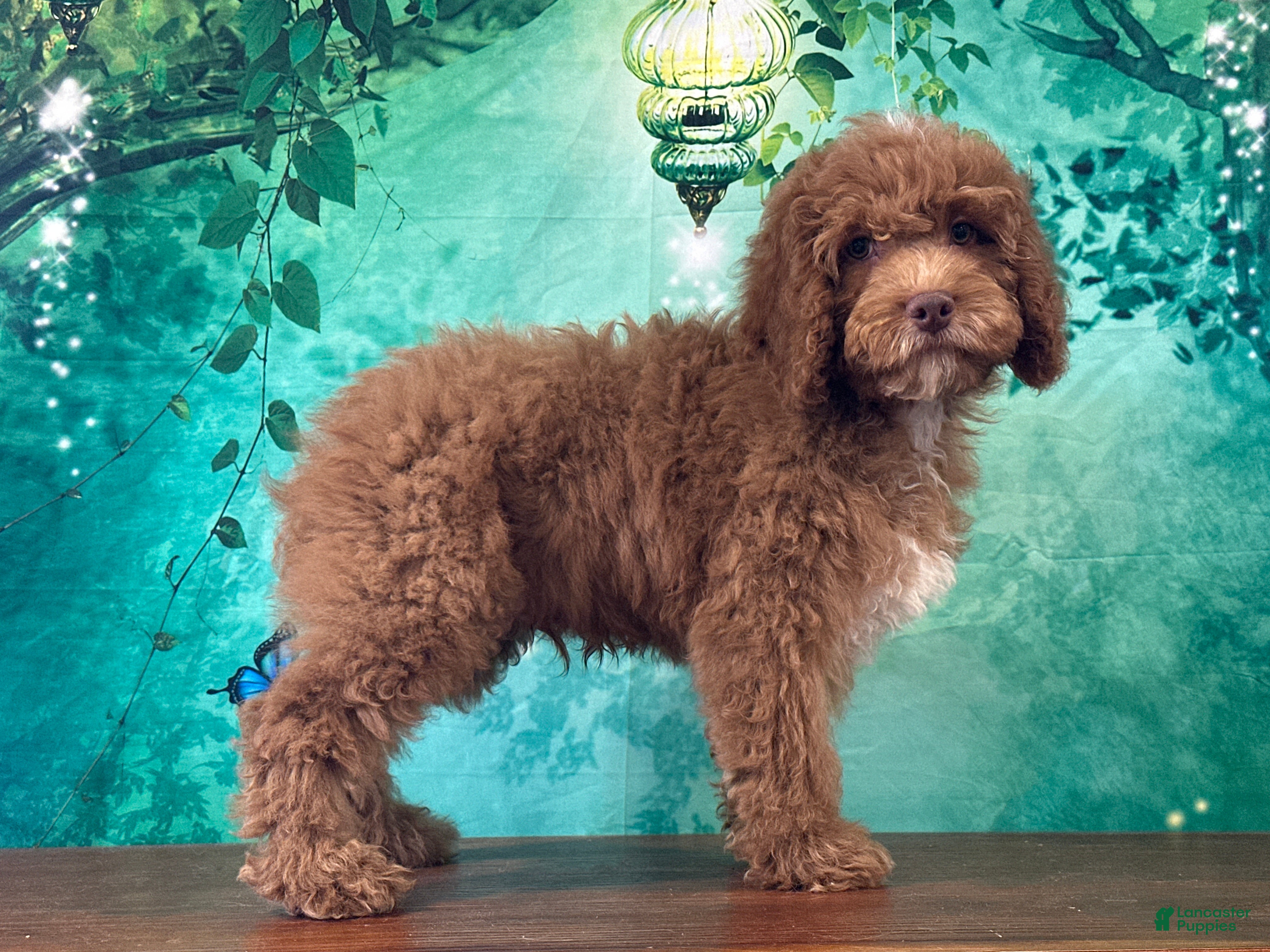 Cockapoo dogs Butters  - Ad 1