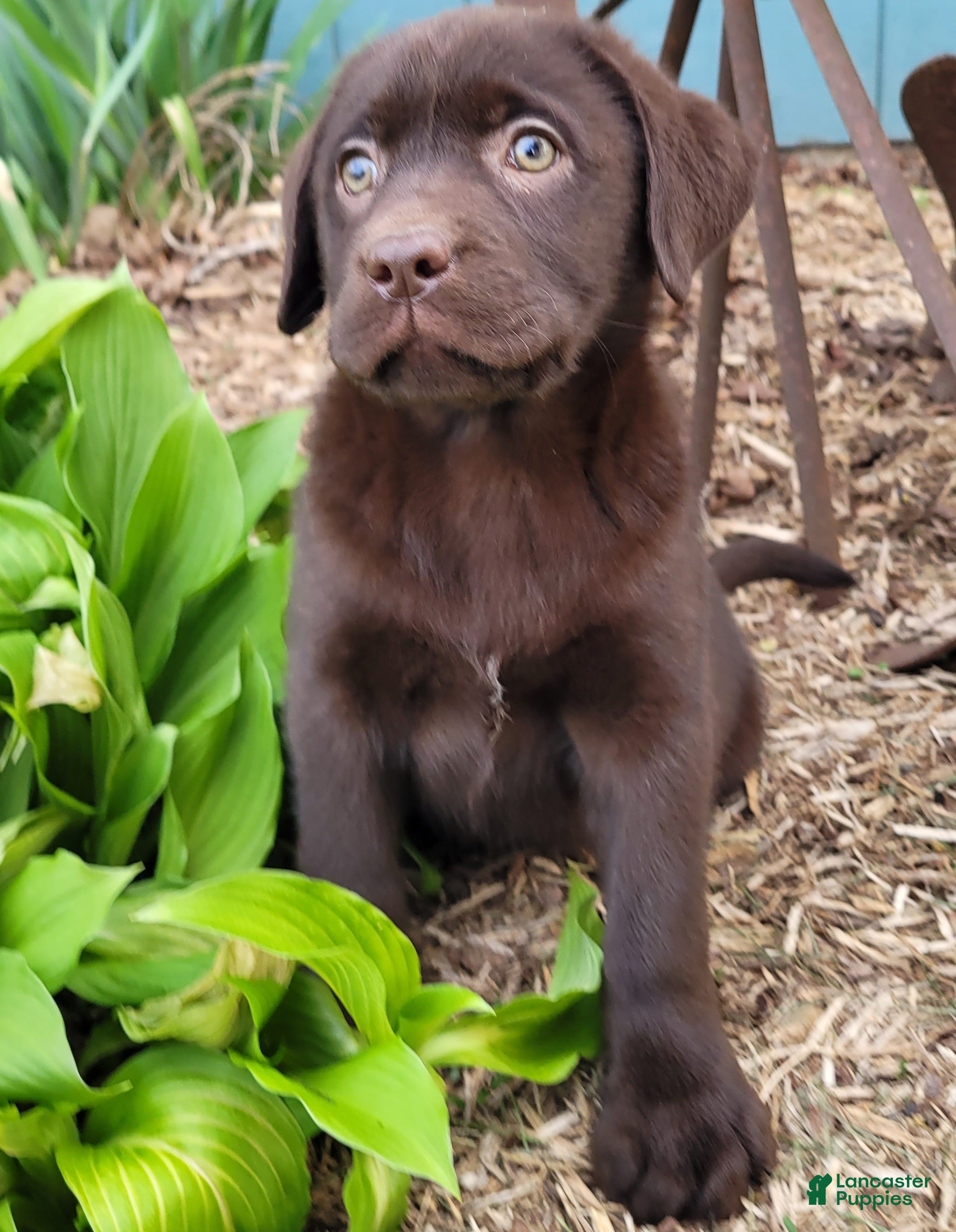 Labrador Retriever dogs Lucky Lucy - Ad 2