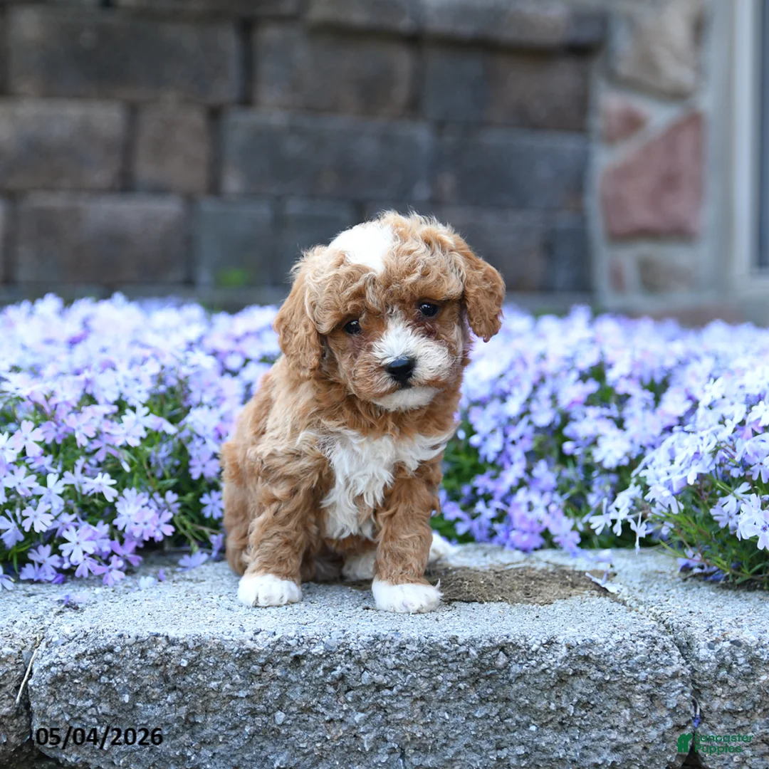 Toy Poodle dogs for sale: Sprout - Ad 3