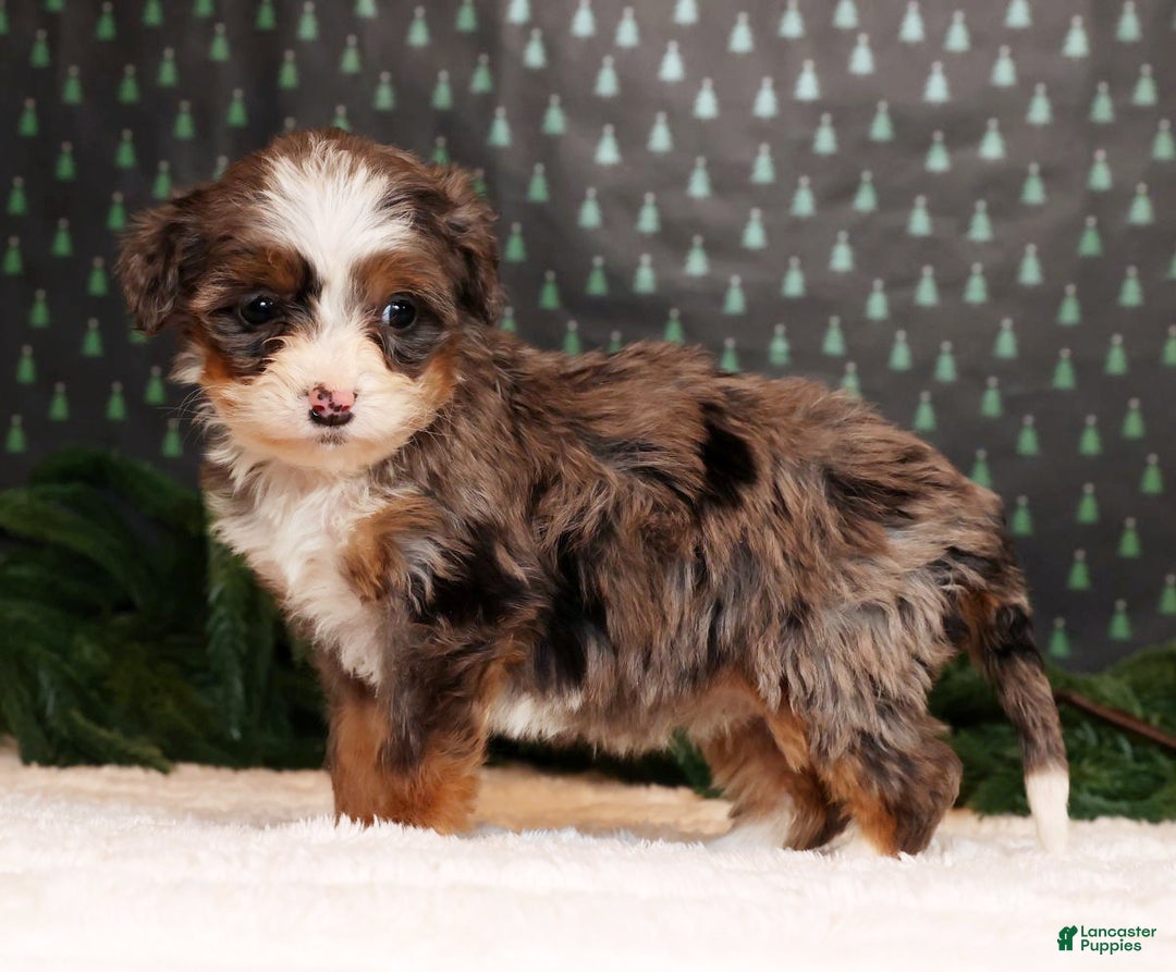 Mini Bernedoodle dogs for sale: Angel - Ad 3