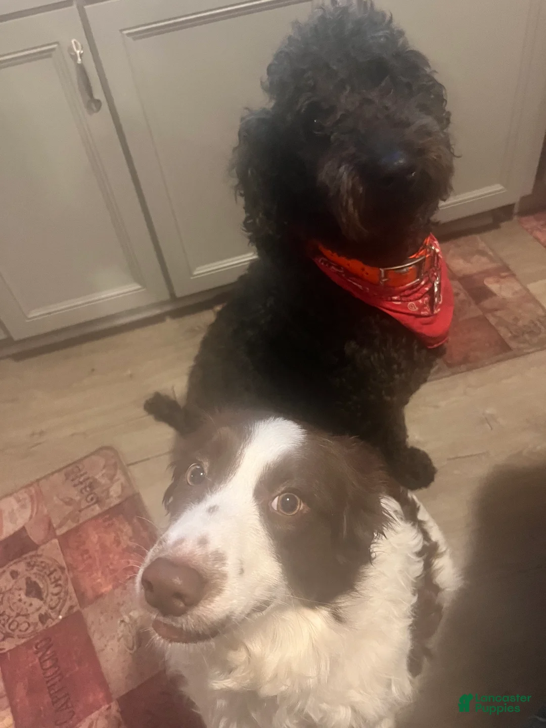 Bordoodle dogs for sale: Treelo - Ad 2