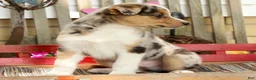 Australian Shepherd dogs for sale: Casper - Ad 5