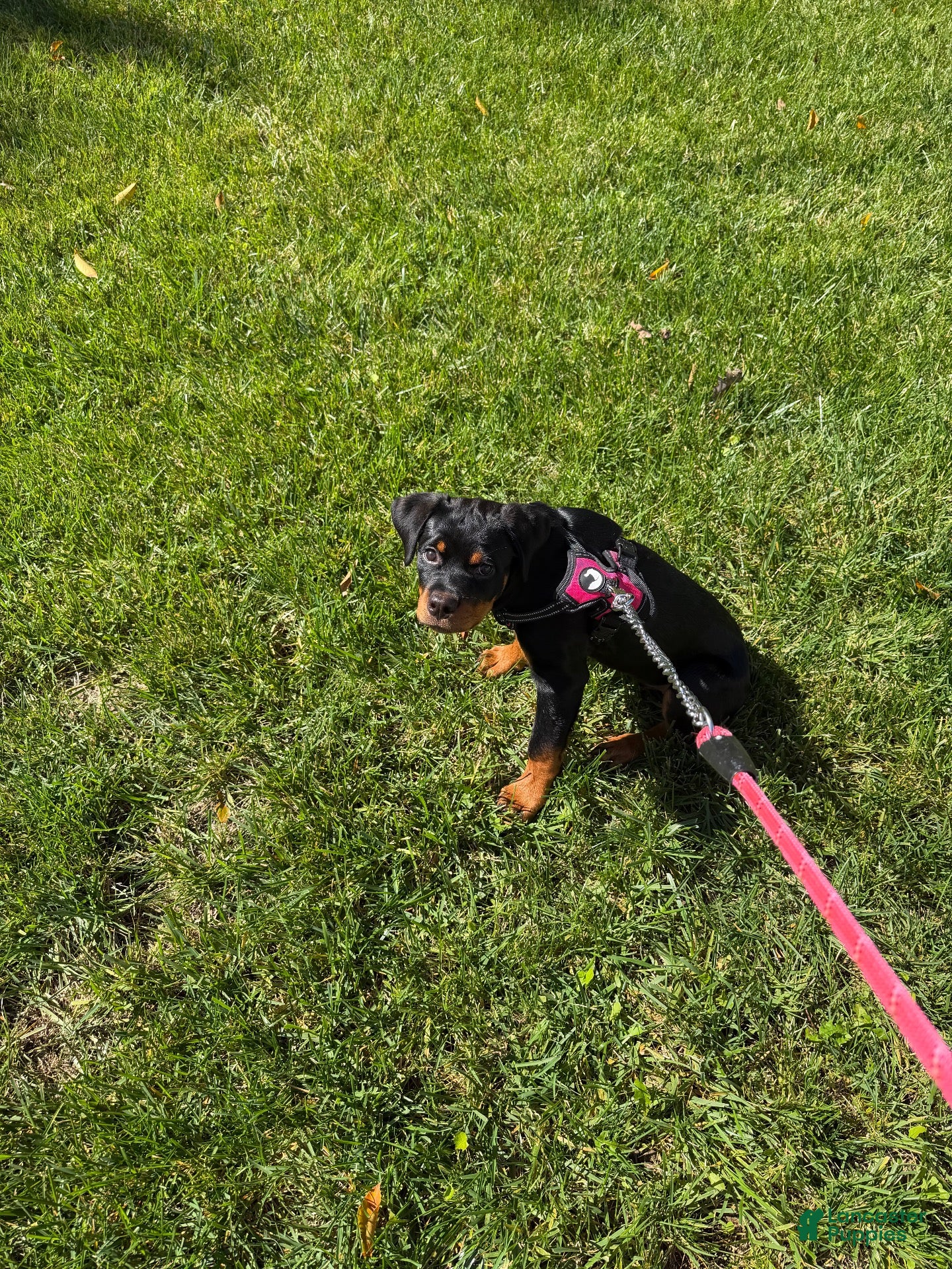 Rottweiler (Rottweiler, Female) in Waldorf, MD