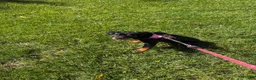 Rottweiler dogs for sale: Rottweiler - Kenzie - Ad 1