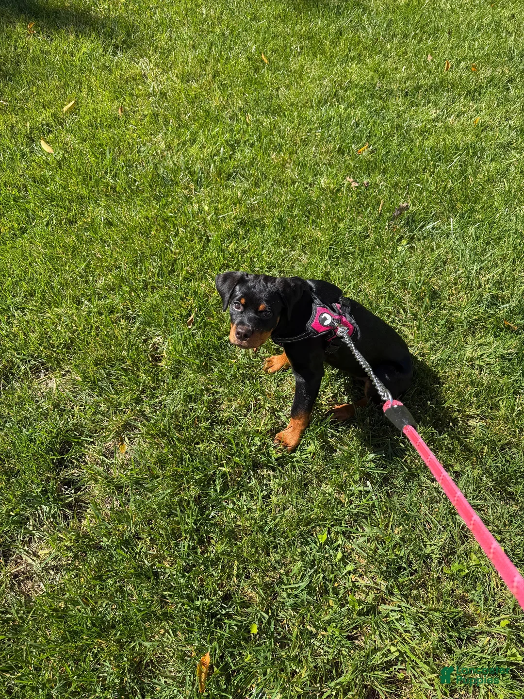 Rottweiler dogs for sale: Rottweiler - Kenzie - Ad 1