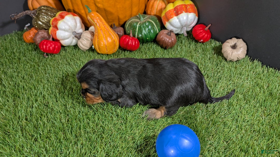 Cavalier King Charles Spaniel dogs for sale: Cavalier King Charles Spaniel Puppy 3 - Ad 4