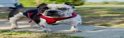American Bully dogs for sale: American Bully 3 - Ad 20