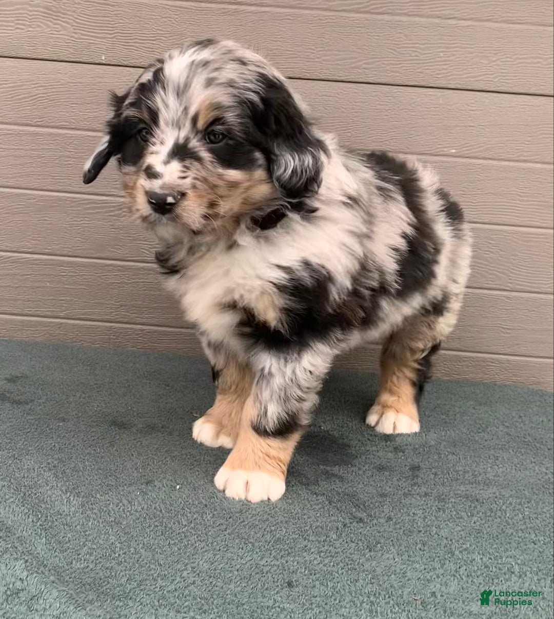 Aussiedoodle dogs for sale: Bella - Ad 5