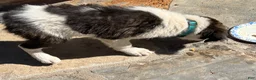 Mixed Breed dogs for sale: Mixed Breed Puppy #4 - Ad 6