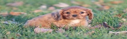 Cavalier King Charles Spaniel dogs for sale: Tommy - Ad 2