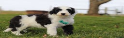 Sheepadoodle dogs for sale: Jangle - Ad 4