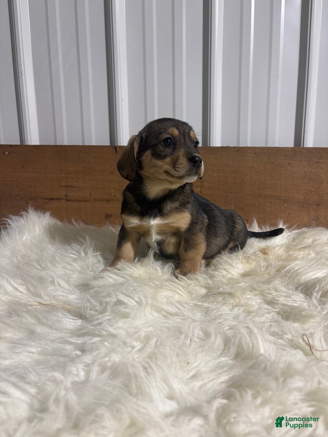 Mixed Breed dogs for sale: Mixed Breed Puppy 6 - Ad 2