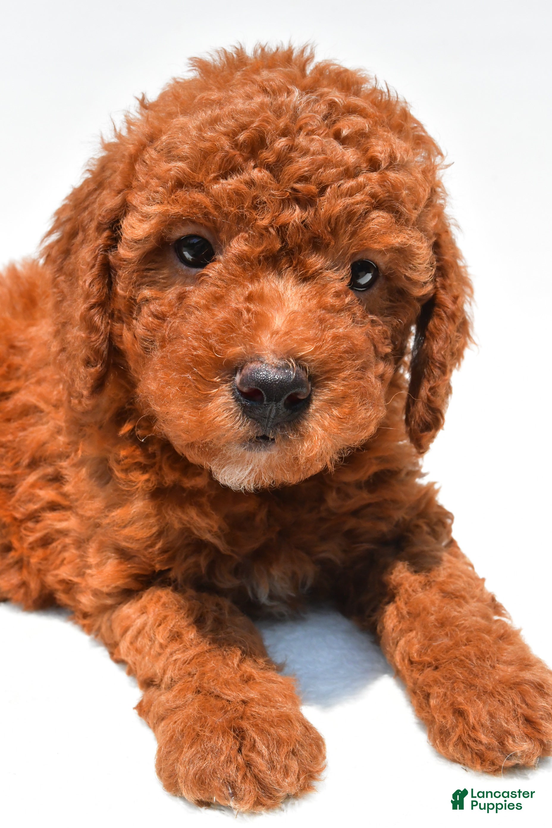 Mini Goldendoodle dogs Nash - Ad 2