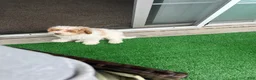 Mini Goldendoodle dogs for sale: Leo - Ad 3