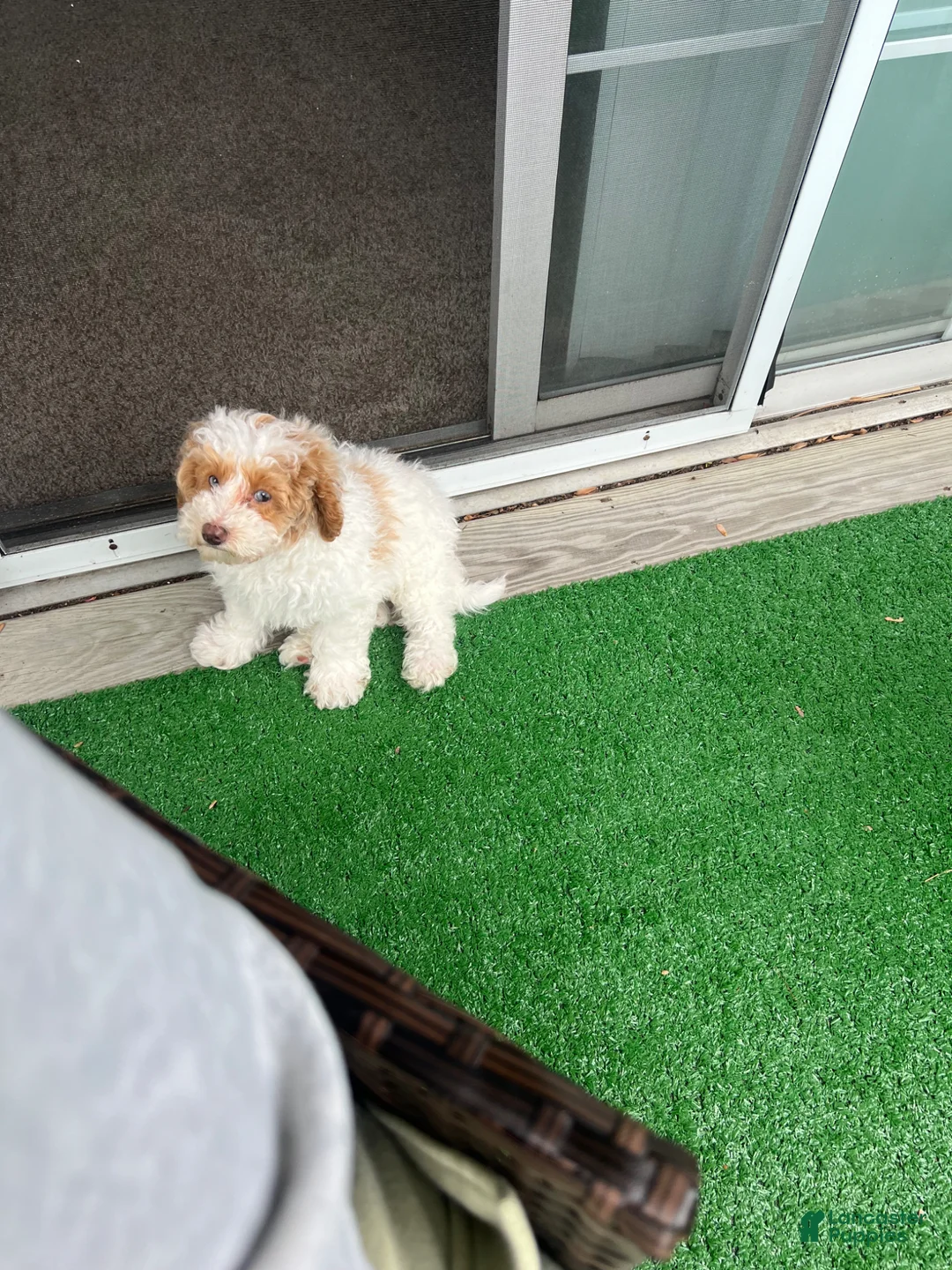 Mini Goldendoodle dogs for sale: Leo - Ad 3